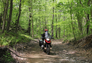 Pine Barrens Where Dick Rides His Harley