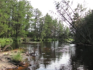 NJ Pine Barrens Hiding Dick's DNA Clue